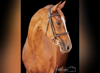 Hannover, Giumenta, 6 Anni, 163 cm, Sauro