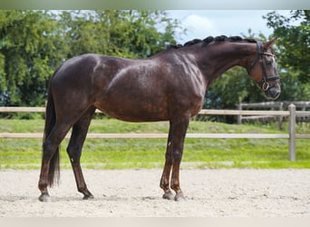 Hannover, Giumenta, 6 Anni, 163 cm, Sauro scuro