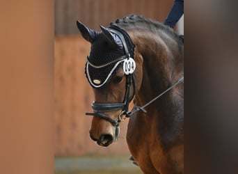 Hannover, Giumenta, 6 Anni, 164 cm, Baio