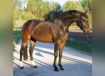 Hannover, Giumenta, 6 Anni, 164 cm, Baio scuro