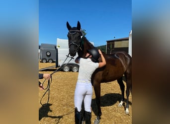 Hannover, Giumenta, 6 Anni, 164 cm, Morello