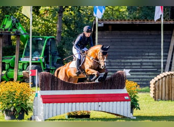Hannover, Giumenta, 6 Anni, 164 cm, Sauro