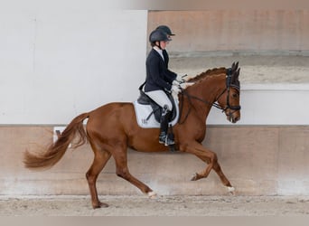 Hannover, Giumenta, 6 Anni, 164 cm, Sauro