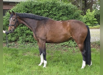 Hannover, Giumenta, 6 Anni, 165 cm, Baio