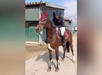 Hannover, Giumenta, 6 Anni, 165 cm, Baio