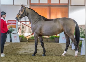 Hannover, Giumenta, 6 Anni, 165 cm, Baio