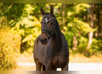 Hannover, Giumenta, 6 Anni, 165 cm, Baio scuro