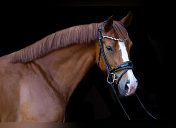 Hannover, Giumenta, 6 Anni, 165 cm, Sauro