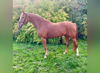 Hannover, Giumenta, 6 Anni, 165 cm, Sauro