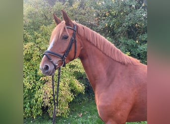 Hannover, Giumenta, 6 Anni, 165 cm, Sauro