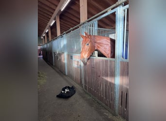 Hannover, Giumenta, 6 Anni, 165 cm, Sauro