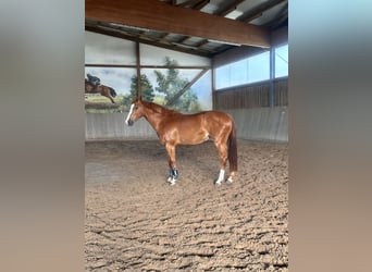 Hannover, Giumenta, 6 Anni, 165 cm, Sauro