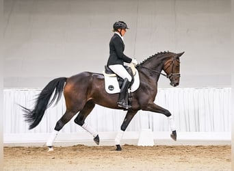 Hannover, Giumenta, 6 Anni, 166 cm, Baio scuro
