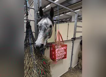 Hannover, Giumenta, 6 Anni, 166 cm, Grigio