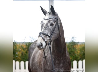 Hannover, Giumenta, 6 Anni, 166 cm, Morello