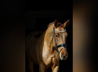 Hannover, Giumenta, 6 Anni, 166 cm, Sauro scuro