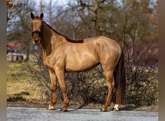 Hannover, Giumenta, 6 Anni, 166 cm, Sauro scuro