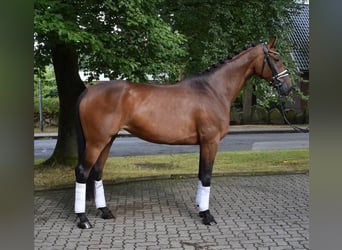 Hannover, Giumenta, 6 Anni, 167 cm, Baio