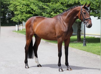 Hannover, Giumenta, 6 Anni, 167 cm, Baio