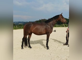 Hannover, Giumenta, 6 Anni, 167 cm, Baio