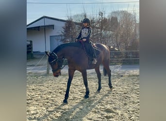 Hannover, Giumenta, 6 Anni, 167 cm, Baio