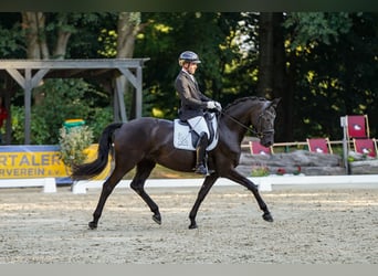 Hannover, Giumenta, 6 Anni, 167 cm, Baio nero