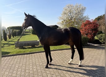 Hannover, Giumenta, 6 Anni, 167 cm, Baio scuro