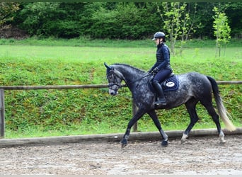 Hannover, Giumenta, 6 Anni, 167 cm, Grigio