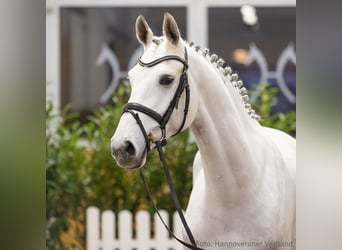 Hannover, Giumenta, 6 Anni, 167 cm, Grigio