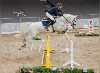 Hannover, Giumenta, 6 Anni, 167 cm, Grigio
