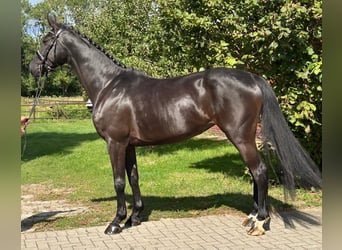 Hannover, Giumenta, 6 Anni, 167 cm, Morello