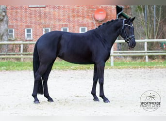 Hannover, Giumenta, 6 Anni, 167 cm, Morello