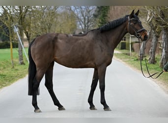 Hannover, Giumenta, 6 Anni, 168 cm, Baio