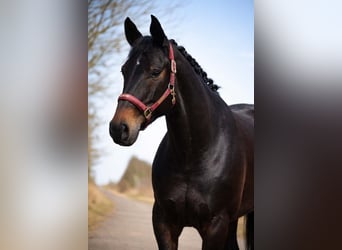 Hannover, Giumenta, 6 Anni, 168 cm, Baio nero