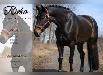 Hannover, Giumenta, 6 Anni, 168 cm, Baio nero