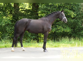 Hannover, Giumenta, 6 Anni, 168 cm, Morello