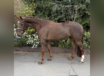 Hannover, Giumenta, 6 Anni, 168 cm, Sauro scuro