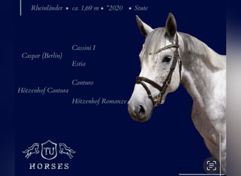 Hannover, Giumenta, 6 Anni, 169 cm, Grigio