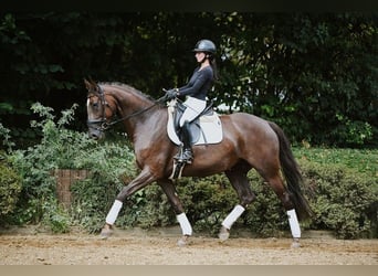 Hannover, Giumenta, 6 Anni, 169 cm, Sauro scuro
