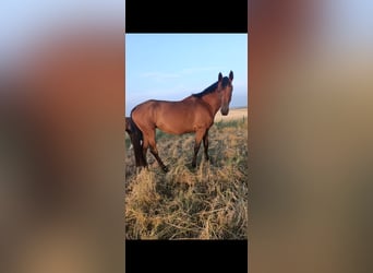 Hannover, Giumenta, 6 Anni, 170 cm, Baio