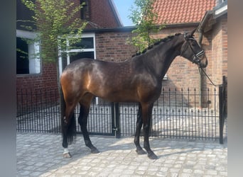 Hannover, Giumenta, 6 Anni, 170 cm, Baio scuro