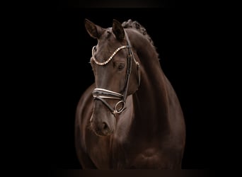 Hannover, Giumenta, 6 Anni, 170 cm, Morello