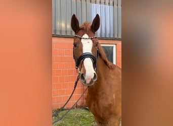 Hannover, Giumenta, 6 Anni, 170 cm, Sauro