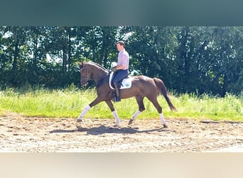 Hannover, Giumenta, 6 Anni, 170 cm, Sauro scuro