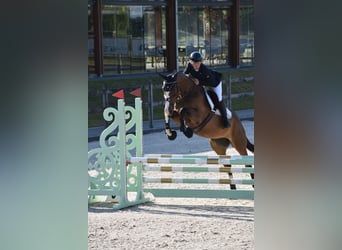 Hannover, Giumenta, 6 Anni, 171 cm, Baio