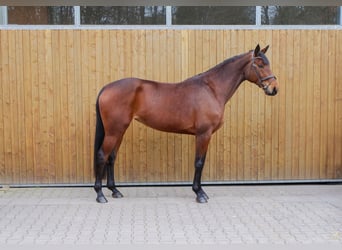 Hannover, Giumenta, 6 Anni, 171 cm, Baio