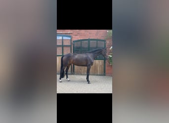 Hannover, Giumenta, 6 Anni, 171 cm, Baio scuro