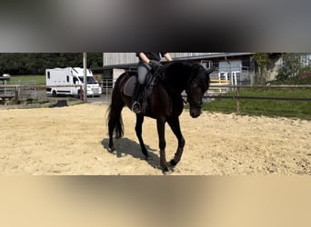 Hannover, Giumenta, 6 Anni, 172 cm, Baio nero