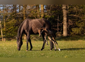 Hannover, Giumenta, 6 Anni, 172 cm, Baio nero