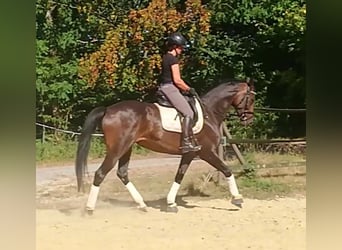 Hannover, Giumenta, 6 Anni, 172 cm, Baio scuro